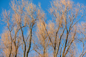 Trees with no leaves and a blue sky as a background