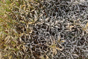 Close up of a rimed rosemary plant (Salvia rosmarinus)
