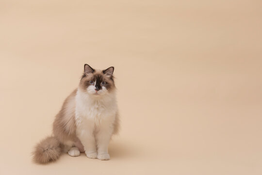 上品なラグドール猫