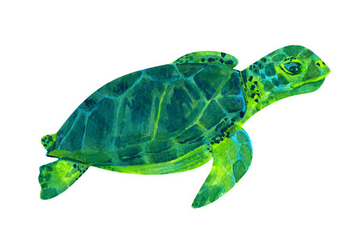 green sea turtle watercolor drawing isolated on white background