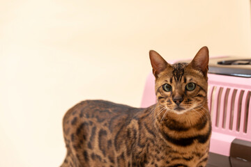 おデブなベンガル猫