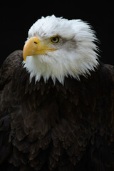 Bald Eagle on Black background