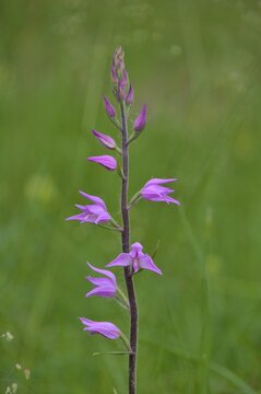 Rotes Waldv&ouml;gelein - Cephalanthera rubra