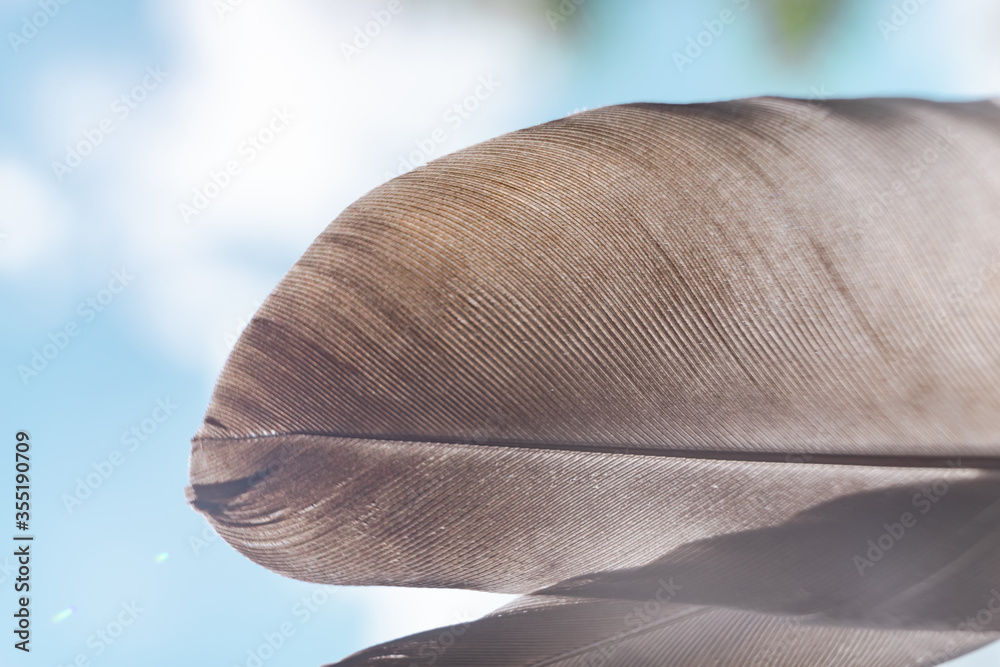 Poster exotic texture feathers background close up. sky, blue pattern for your design. macro photography vi