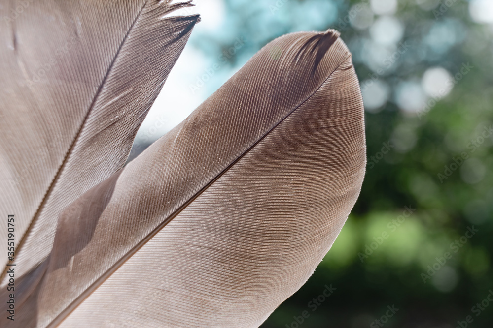 Poster exotic texture feathers background close up. sky, blue pattern for your design. macro photography vi