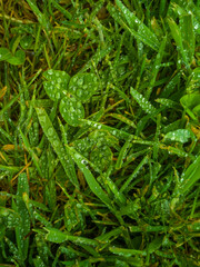 close up of green grass with rain drops