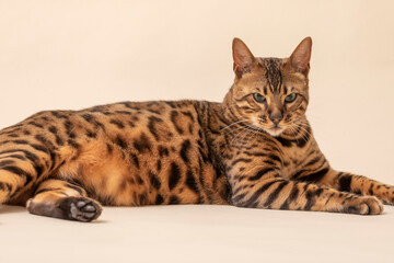 おデブなベンガル猫