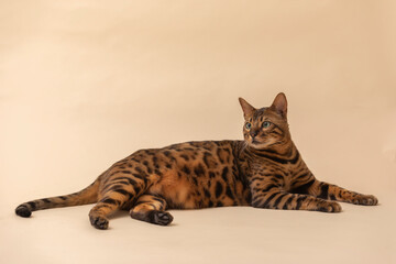 おデブなベンガル猫