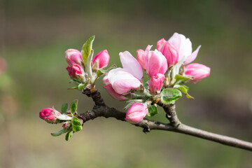 Apple tree flowers in an orchard. May in Poland.