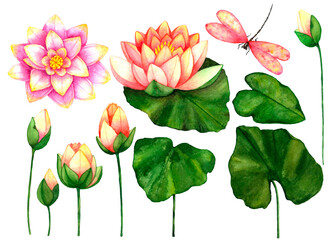 Set with lotuses flowers,leaves,buds and pink dragonfly.Beautiful botanical illustrations.Watercolor floral clipart.Water lilies,aquatic perennials.For stickers,posters,postcard,invitations,patterns.