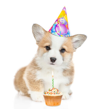 Cute puppy wearing party's hat sits with birthdays cupcake with burning candle. isolated on white background