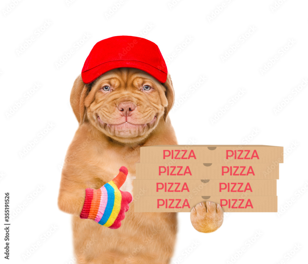 Poster smiling pizza delivery dog wearing red cap holds pizza boxes and shows thumbs up gesture. isolated o