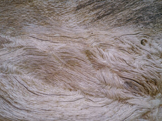 close up of a skin of a fur tree