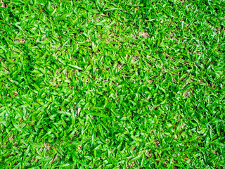 green grass with natural background