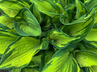 Beautiful, green leaves. Texture of hostа in the garden.