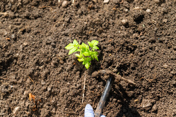 Tomato grows in the ground. Green tomatoes seedlings growing in the ground.