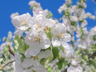 Blooming white Apple tree in the garden