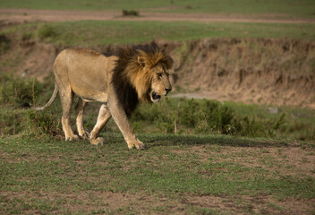 A Lion  on walk at Masai Mara, Kenya