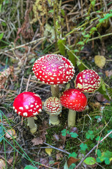 Fly Agaric in the grass in the forest.