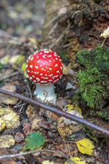 Fly agaric on the background of dry leaves in the autumn forest