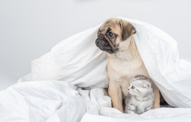 Pug puppy hugs kitten under a warm blanket on a bed at home. Pets look away together on empty space