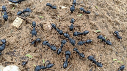 A group of wild ants in the field, black macro insects on the ground 
