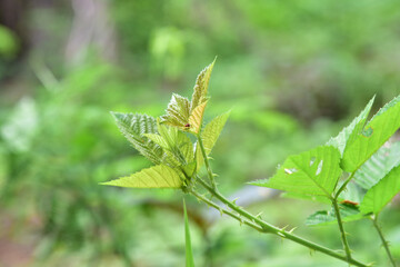Green plants in nature on blur background.