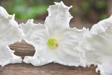 white flowers on wood table.