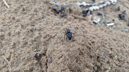 A group of wild ants in the field, black macro insects on the ground 