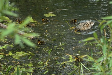 family of wild ducks on the water surface of the city pond