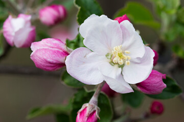 Fototapeta na wymiar Apple tree flowers in an orchard. May in Poland.