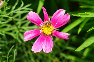 cosmos and bee