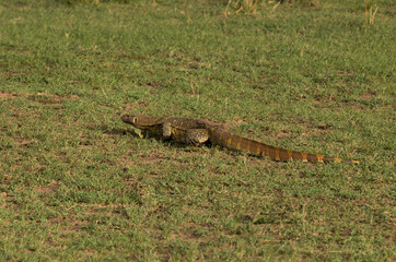 Monitor Lizard crawling on the grasses of Masai Mara, Kenya