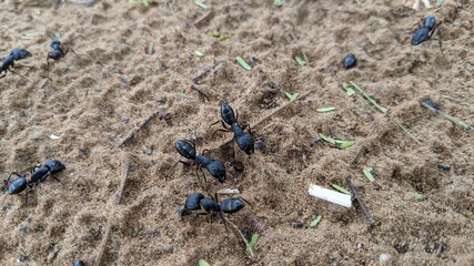 A group of wild ants in the field, black macro insects on the ground 