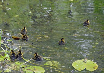 family of wild ducks on the water surface of the city pond