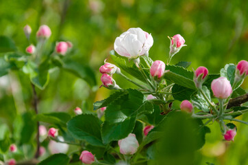 Fototapeta premium White flowers and pink unopened Apple tree buds