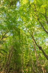 新緑の森
