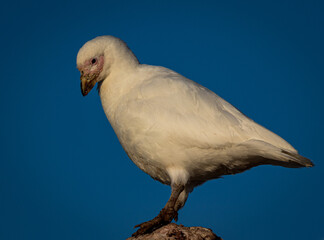 Sheathbill in Antarctica, (Chionidae)