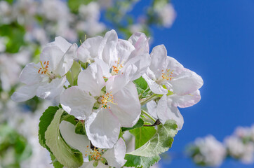 Blooming white Apple tree in the garden