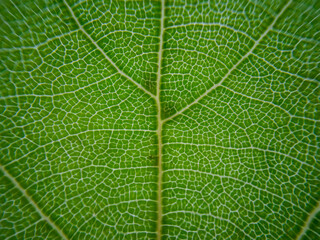 close up texture of green leaf