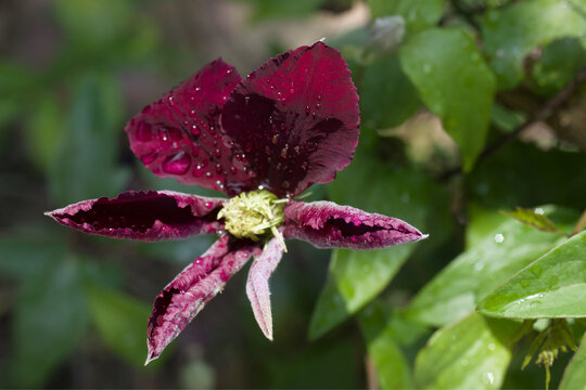 The clematis "Niobe" bud opens