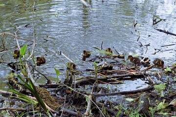 family of wild ducks on the water surface of the city pond