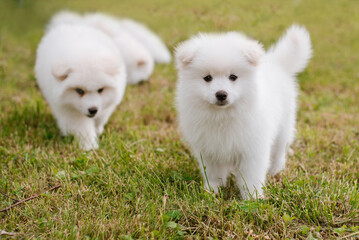 White little puppies playing on green grass during walking in the park. Adorable cute Pomsky Puppy dog , a husky mixed with a pomeranian spitz