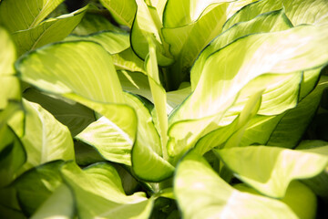 Close up green leaf in nature.