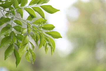 Orange Jasmine green lush leaves with water drop after rain © paladin1212