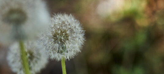 dandelion, flower stand with the seeds of the lion's tooth (Taraxacum), intended shallow depth of field with much copy space