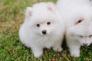 White little puppies playing on green grass during walking in the park. Adorable cute Pomsky Puppy dog , a husky mixed with a pomeranian spitz