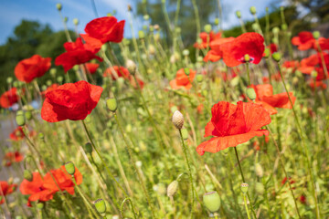 Fototapeta na wymiar field of red poppies and blue sky