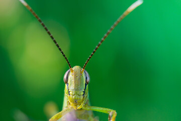 green grasshopper on a leaf