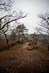 Landscape foggy view with rock and tree